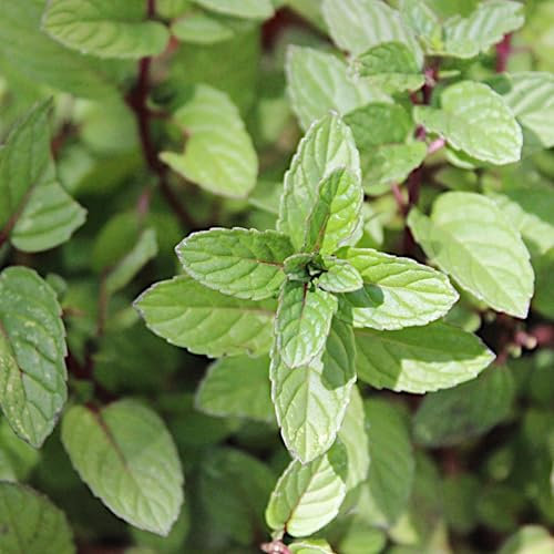 PlantiCo Semi di menta piperita 0,1 g Pianta perenne Foglie aromatiche ideali per scopi culinari e medicinali