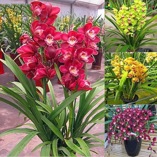 Cymbidium Orchid,Orchidea del cymbidium,perenni,Ambiente paesaggistico,Decorazione del giardino,cymbidium vera(non fiori artificiali)-3pezzo-M
