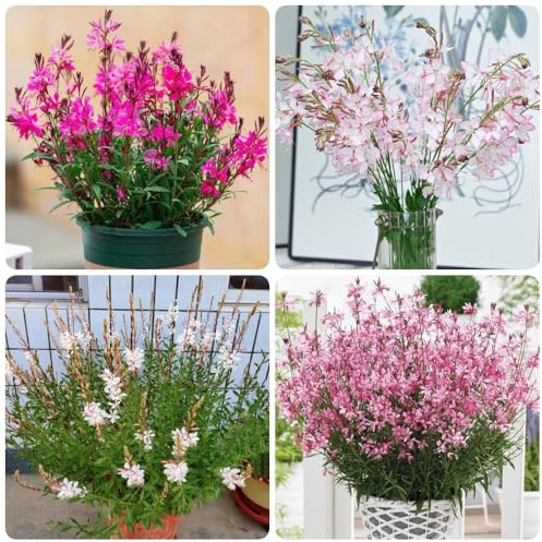 Magníficas velas de semillas de Gaura lindheimeri, invernaderos de balcón raras semillas de jardín de jardín de rocas resistentes semillas de 150pcs