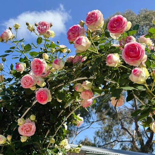 Semillas de rosas trepadoras resistentes y fragantes - jardín exóticas perennes 85pcs