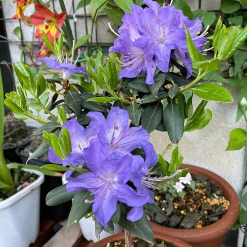 semi di rododendro, azalea resistente, giardino aiuole rialzate perenni decorazione 120pcs
