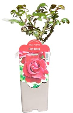 Rosal Arbustivo Natural Planta Viva con Rosas de Colores Variados Para Exterior e Interior