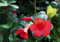 100 semillas de flores de rododendro rojas nuevas y frescas
