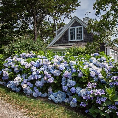 Green boutiQ - Gartenpflanze - Hydrangea Endless Summer The Original Blue - Hortensie - Frosthart - Blau - 2 Pflanzen - Topf 14cm - Höhe 20-25cm