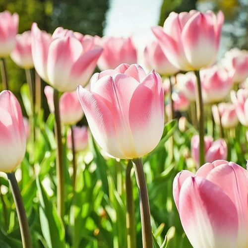 Tulpen zwiebeln mehrjährig Mix-Mysteriöse magische Glühbirne, Winterhart pflanzen,Luftreinigung, Lebende Pflanzen-6zwiebeln-i