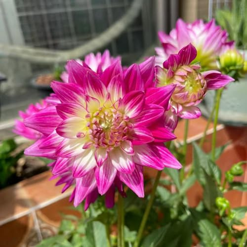 tuberi di dalia il giardino adatto alla coltivazione in vaso Coltivare 2pcs