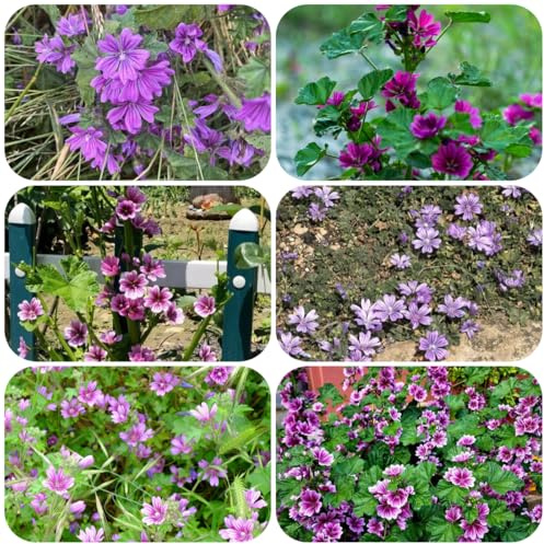 semi di malva, semi biologici regali amanti giardino decorazione esterni luoghi soleggiati roccioso 700pcs