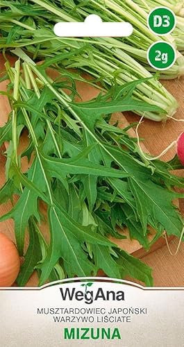 WegAna Semi di Mizuna 2g Senape giapponese Lattuga robusta Semi di ortaggi verdi Semi per la coltivazione Erbe da cucina Erbe da balcone e giardino