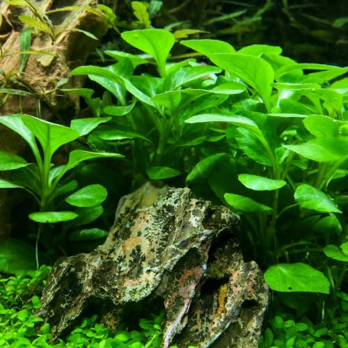 Aquarienpflanze Ihrer Wahl – verschiedene Sorten verfügbar – 100% schneckenfrei, algenfrei & pestizidfrei – Süßwasser – auch für Wabi-Kusa, Terrarien, Teiche geeignet (Lobelia cardinalis 'Mini‘)
