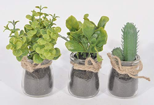 CHICCIE 3 Set Sukkulenten im Glas 5 x 13cm - Kunstpflanzen Kunstblumen Sukkulente