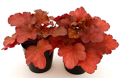 POWERS TO FLOWERS - HEUCHERA ROSSA 2 PIANTE, piante vere