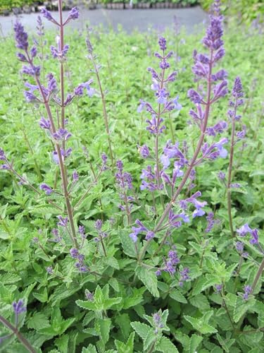 Nepeta x faassenii Junior Walker ® - Katzenminze Junior Walker ® Verpackungseinheit 1