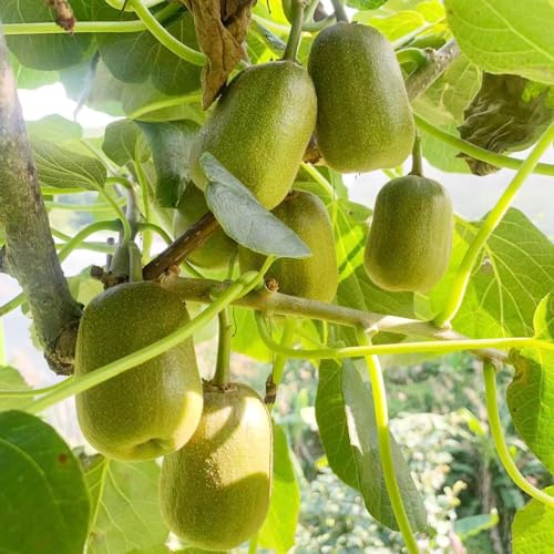kiwi - semi selvatici balcone resistenti decorazione biologica ufficio semi biologici 100pcs