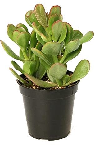 DECOALIVE Árbol de Jade Crassula Ovata Planta Natural Suculenta Planta de Jade, 8436601570130