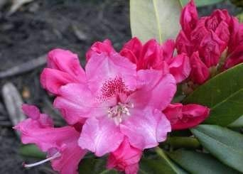 Rhododendron yakushimanum Bad Zwischenahn - Ball Rhododendron - 25-30cm