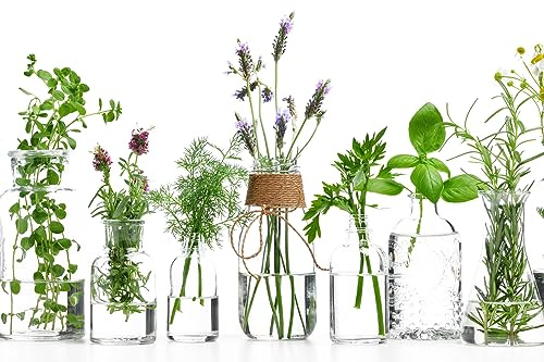 Queence | Küchen Spritzschutz Kräuter in Gläsern 80x50x0,3 cm | Küchenrückwand | Alu-DiBond | Fliesenschutz für den Herd und Spüle | Küchenfliesen | Fliesenspiegel | Rückwand