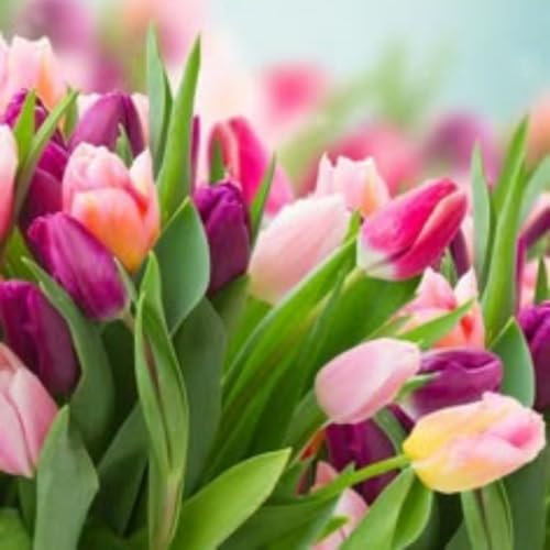 Elegante Tulpen für Garten & Balkon – Winterharte, Pflegeleichte Blumenzwiebeln-15zwiebeln-B