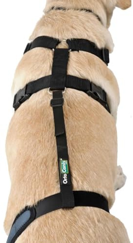 Ortocanis - Haltegurt für Kniebandage Hund - Verhindert das Abrutschen und Sichert die Kniebandage - Fördert die Stabilität - Größe nur Gurtband: S 38-51 cm