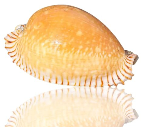 Grand coquillage naturel de la plage de la mer, Coquillages Vénus Conque Conque Naturel for Ornement d'aquarium Bricolage Artisanat Collectionneur Mariage Plage Thème Fête Décor Cadeau d'Anniversaire(