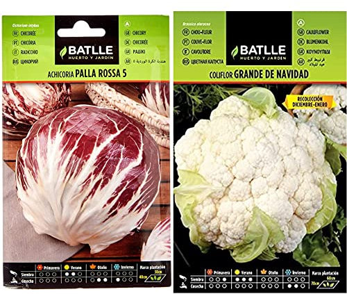 Achicoria PALLA ROSSA 5 & Coliflor grande NAVIDAD (dic-en)