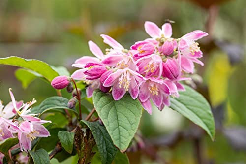 Deutzia magnifica 'Tourbillon Rouge' 80-100 cm – Winterhart, Mehrjährig, Pflegeleicht – Maiblumenstrauch – Heckenpflanze für Garten & Sichtschutz