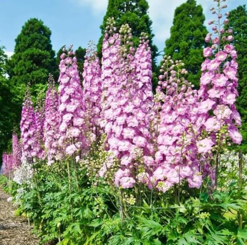 1999 pcs Delphinium Imperial Larkspur Seeds – Mixed Colors Tall Spikes Flower Seeds for Planting, Hardy Annual Cut Flowers for Garden Beds, Borders & Cottage Gardens, Attracts Bees & Butterflies