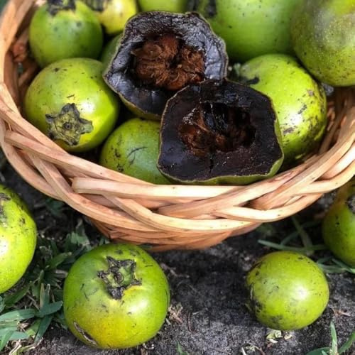 Semi di Diospyros digyna, da balcone resistenti Budino al cioccolato con sapote nero, biologici giardino semi di cachi regali 100pcs