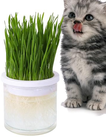 Katzengras-Anzuchttopf – transparenter Hydrokultur-Katzengras-Topf, Haustierzubehör, Keimschalen, perfekt für Innen- und Außenbereich, perfekt für jeden Anlass Fiira