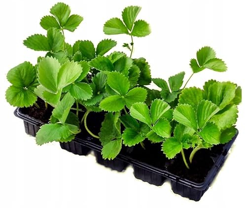 Set 10 STÜCK Riesenerdbeere Giganterdbeere Erdbeerpflanzen Sehr sehr große GIGANT Früchte ERDBEEREN in Topf Tray mehrjährig winterhart