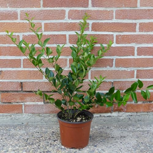 Ligustro texano, 4 piante alte 30/40 cm, vaso 13