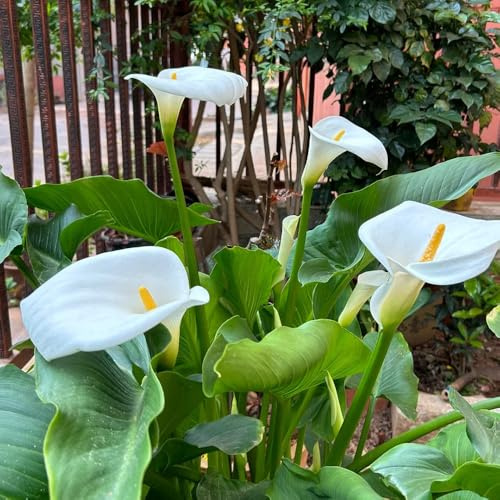 5bulbi di calla sono perenni resistenti, giardino di calle rustiche per da giardino da balcone decorazione