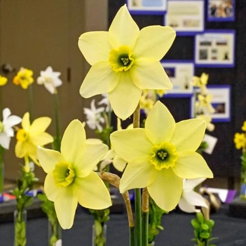 narzissenzwiebeln dekopflanzen deko büro wildblumen pflanzenkübel zimmerpflanze blumenzwiebeln mehrjährig winterhart hochbeett hochbeet balkon pflanzendeko kräutergarten 3zwiebeln