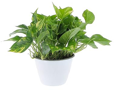 KENTIS - Scindapsus Aureus - Pianta Rampicante Vera da Interni - Piante Vere Ricadenti da Appartamento - Vaso da Coltura Ø 18 cm