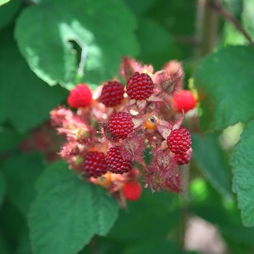 Plant Theory Japanese Wineberry Fruit Bush Rubus Fruiting Shrub Plant 3L Pot
