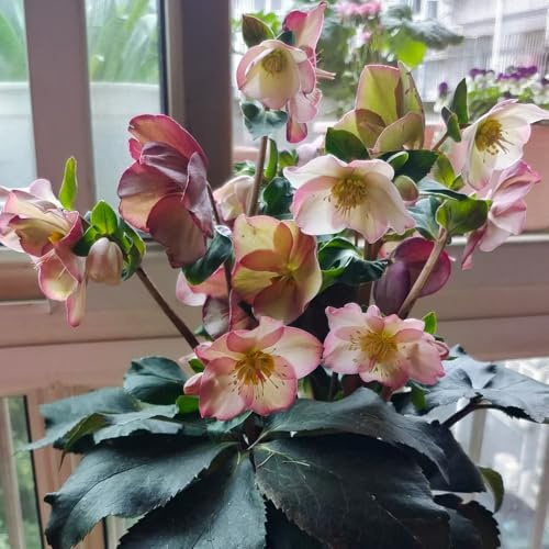 Semillas de rosa de Navidad - resistentes, jardín rocas rosa navideña, interior. Cama elevada perennes para pleno sol 200pcs