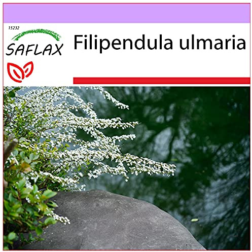 SAFLAX - Heilpflanzen - Echtes Mädesüß - 500 Samen - Filipendula ulmaria