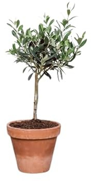 Olivo Miniatura Maceta de Cerámica Árbol muy Resistente