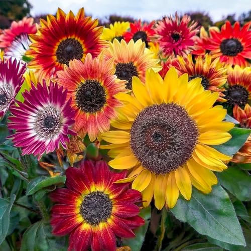 KIT SEMENTI GIRASOLI | 5 Bustine di SEMI | Abend Sonne | Nano Big Smile | Bronze King | Full Sun | Ornamentale Nano Doppio