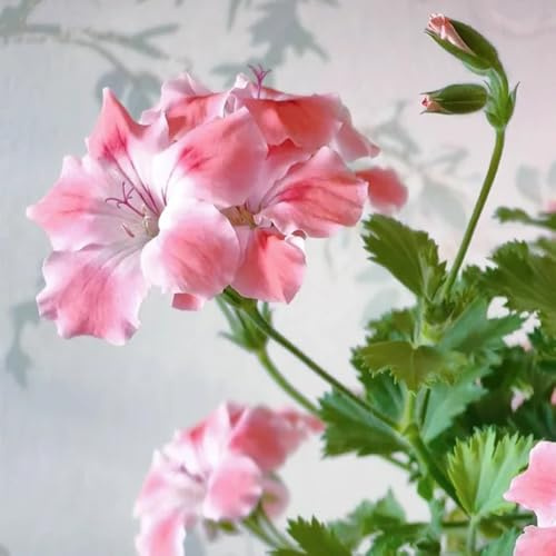 geraniensamen pelargonium geranien hängend schnittblumen topfpflanzen draußen winterhart für sonnige plätze 80pcs