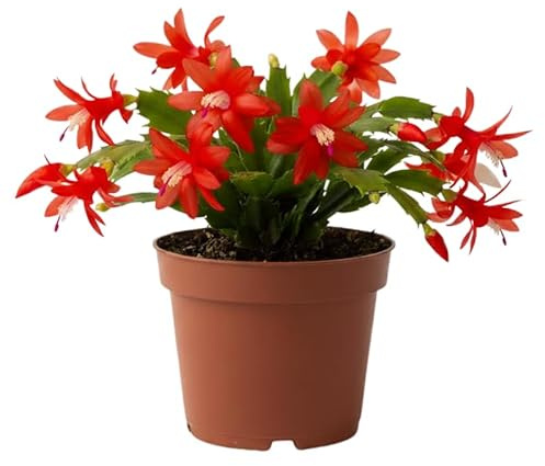 Red Christmas Cactus Plants Live in 4 Inch Pot, Vibrant Christmas Cactus Blooms, Perennial Holiday Cactus Plant Flower Succulent Houseplant