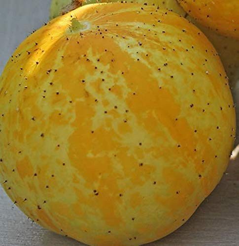 Zitronengurke Crystal Cucumber aus Portugal 10 x Samen 100% Natursamen ohne Chemie - alte Sorte/Ernte 2019
