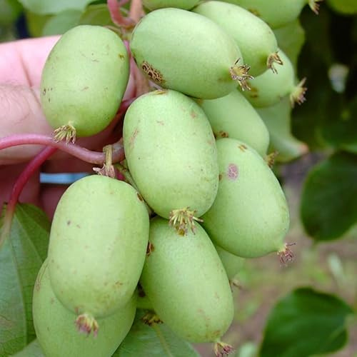 Kiwi Issai selbstfruchtbare Bayernkiwi Actinidia arguta ca. 60-100 cm mit 2-3 Liter Topfballen