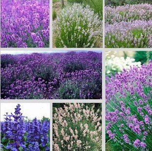 Graines de lavande Graines d'herbes Jardin Balcon En pot Graines de fleurs des quatre saisons Paquet de 100 graines