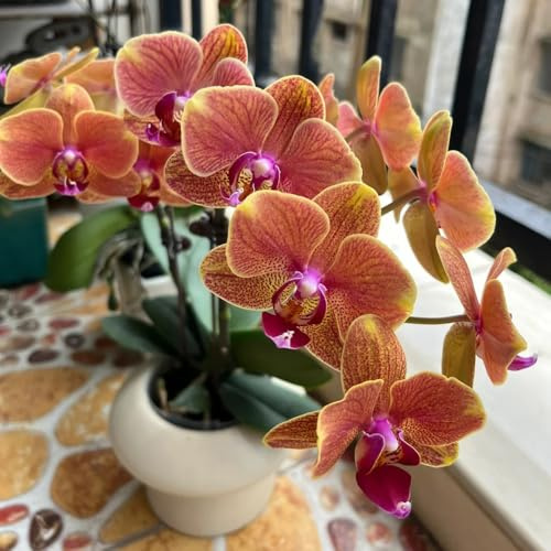 Phalaenopsis blumenwiese herbstaussaat mehrjährig schmetterlingsflieder frühlingsblumen büropflanzen blumensamen kaufen exotische zimmerpflanzen pflanzendeko extrem winterharte 30samen