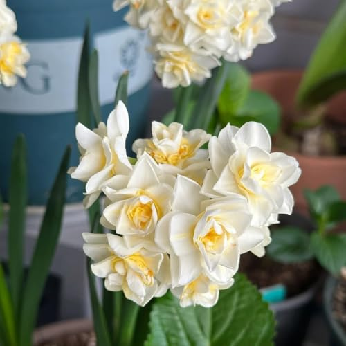 9Bulbi di narcisi resistenti estate di campo, primaverili perenne, balcone da balcone, crescita