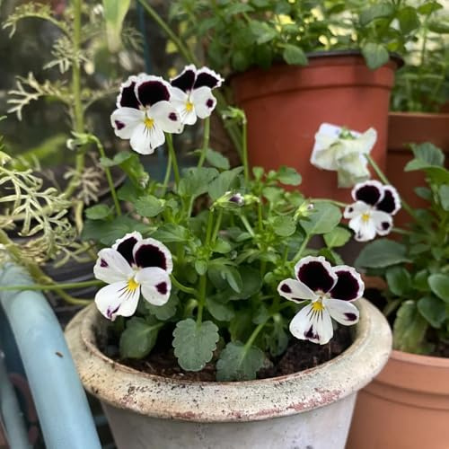 semi di viola del pensiero resistenti - esotiche biologici balcone giardino 500pcs