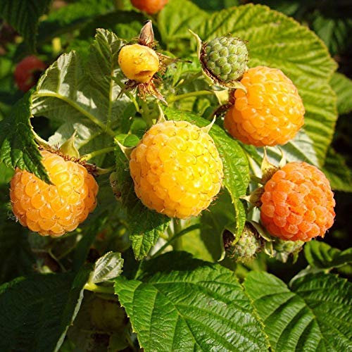 3er Set Himbeerpflanze Fallgold späte Sommer Herbst Himbeere gelb Besonderheit im 2 L Topf