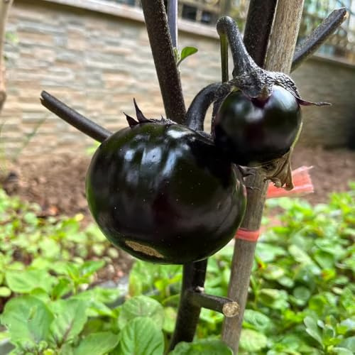 aubergine hochbeete für garten dachbegrünung küchenkräuter indoor kräutergarten hochbeet balkon wintergemüse exotische zimmerpflanzen gemüsesamen alte sorten kräuterpflanzen 200samen