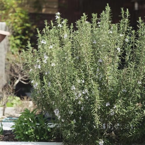semillas de romero de balcón variedades antiguas jardín la cocina silvestres, resistentes. jardín interior 100pcs
