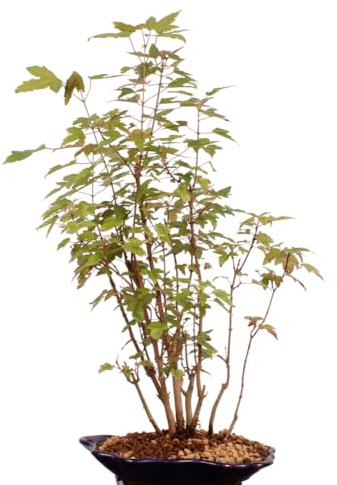 Bonsai - A. buergerianum, Dreispitzahorn, Wald mit 8 Bäumen 204/05